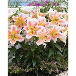 Луковицы Лилия восточная Салмон Парти, фасовка: 1 саженец, арт.: 74650