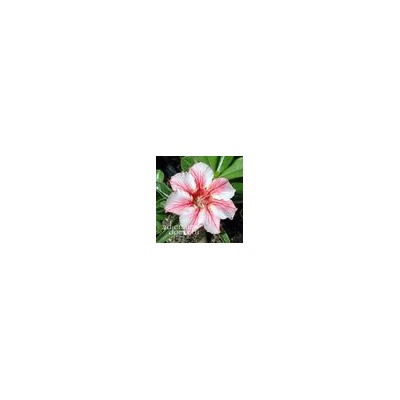 Adenium Obesum Desert Rose STAR OF FLAME