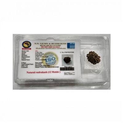 Рудракша сертифицированная (12 мукхи), 12 Mukhi Certified Rudraksha (Nepal), произв. Kalyan Puja