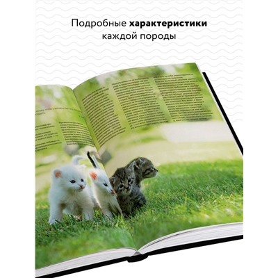 Уценка. Светлана Дудникова, Ольга Есауленко. Кошки. Самая полная иллюстрированная энциклопедия