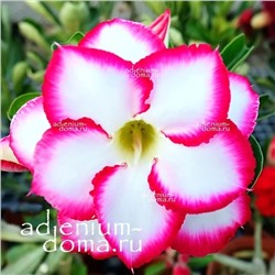 Adenium Obesum Double Flower NEW-80