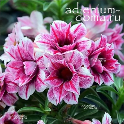 Adenium Obesum Double Flower STARRY NIGHT