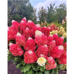 Саженцы Гортензия метельчатая Ред Вельвет, арт.: 74737