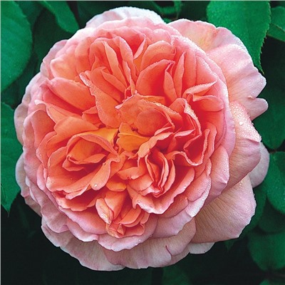 Abraham Darby "Абрахам Дерби"