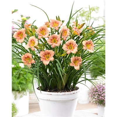 Корни (саженцы) Лилейник Эври Дэйлили Роуз, фасовка: 1 саженец, арт.: 74671