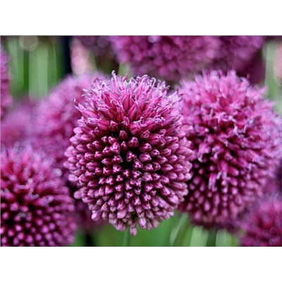 Allium Sphaerocephalon "Лук декоративный Круговой" 5шт