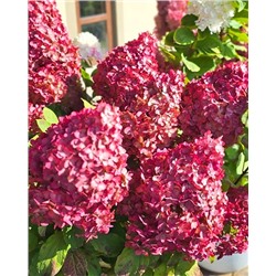 Саженцы Гортензия метельчатая Колорфул Коктейль, арт.: 74738