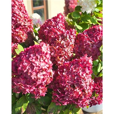 Саженцы Гортензия метельчатая Колорфул Коктейль, арт.: 74738
