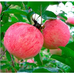 Яблоня Первый салют, арт.: 75101