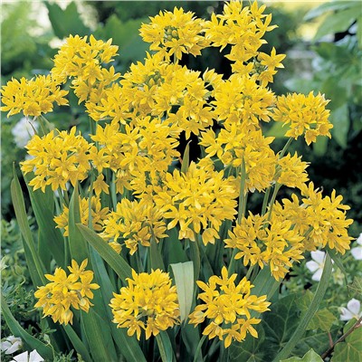 Allium Moly "Лук декоративный Моли" 5шт
