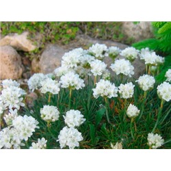 Армерия приморская Moning Star White "Монинг Стар Вайт" Р9