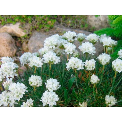 Армерия приморская Moning Star White "Монинг Стар Вайт" Р9