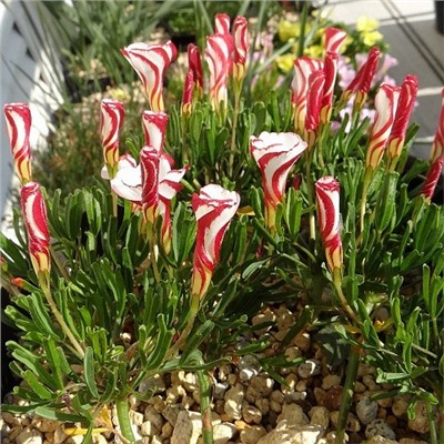 Оксалис Versicolor "Версиколор"