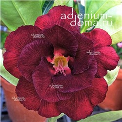 Adenium Obesum Double Flower NEW-141