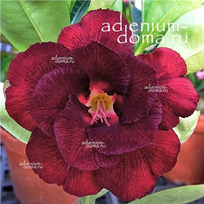 Adenium Obesum Double Flower NEW-141