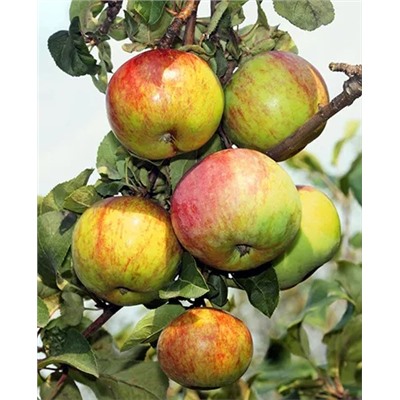 Саженцы Яблоня Первоуральское, арт.: 20283