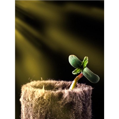 Пробка минераловатная, для рассады, d=22 мм, h=28 мм, «Эковер»