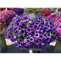 Набор петуний №1