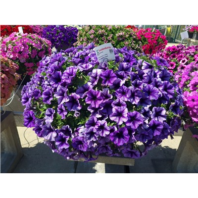 Набор петуний №1