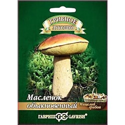 Мицелий грибов Масленок на зерновом субстрате, арт.: 11306