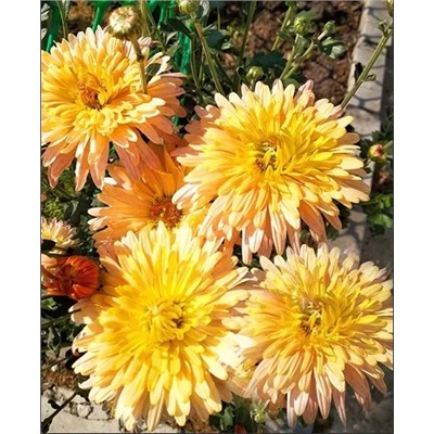 Саженцы Хризантема корейская Степовичка, арт.: 72748