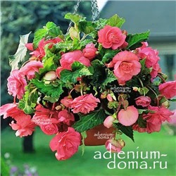 Begonia ILLUMINATION ® 'ROSE' (Бегония)