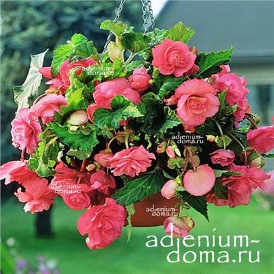 Begonia ILLUMINATION ® 'ROSE' (Бегония)