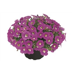 Набор калибрахоа №1