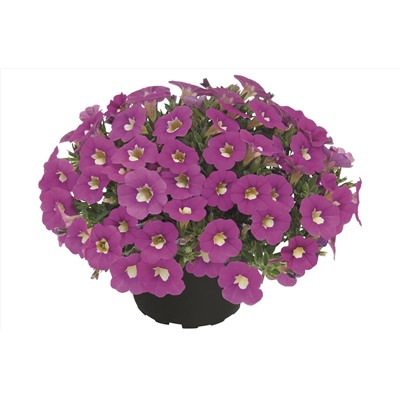 Набор калибрахоа №1