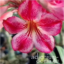 Adenium Obesum Desert Rose STAR IN STYLE
