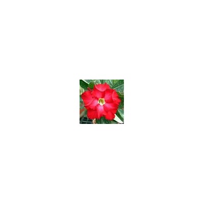 Adenium Obesum Double Flower RED VIGILANT