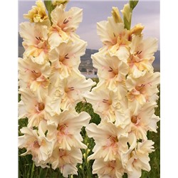 Луковицы Гладиолус Властелин, арт.: 74990