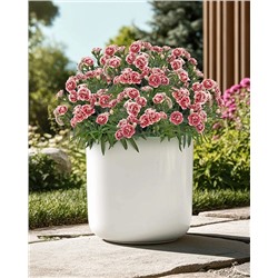 Саженцы Гвоздика Супер-трупер Элизе, арт.: 74587