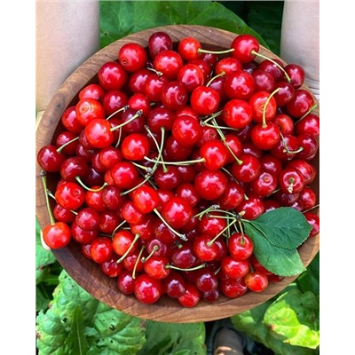 Саженцы Вишня Маяк, арт.: 74551