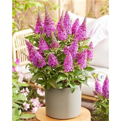 Саженцы Буддлея Баттерфляй Канди Литтл Цериз, арт.: 74755