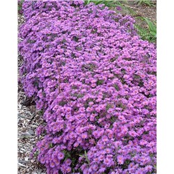 Саженцы Астра кустарниковая Вудс Перпл, арт.: 74867