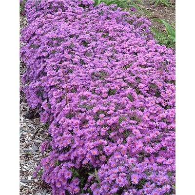 Саженцы Астра кустарниковая Вудс Перпл, арт.: 74867