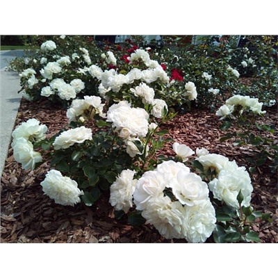 Роза почвопокровная Blanc Meillandecor "Бланк Мейяндекор"
