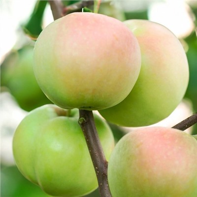 Яблоня Подснежник, арт.: 75114