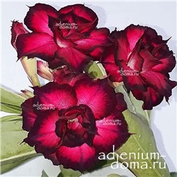 Adenium Obesum Double Flower DMC