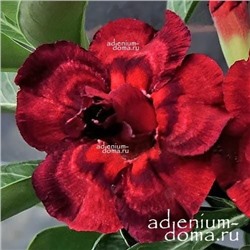 Adenium Obesum Double Flower PHANTOM