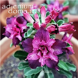 Adenium Obesum Double Flower NEW-168