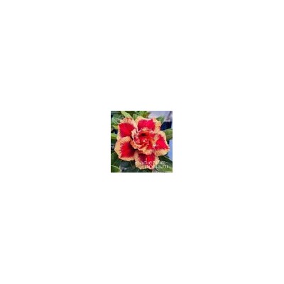 Adenium Obesum Double Flower TC-10