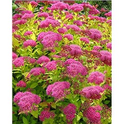 Саженцы Спирея японская Голден Принцесс, арт.: 72633