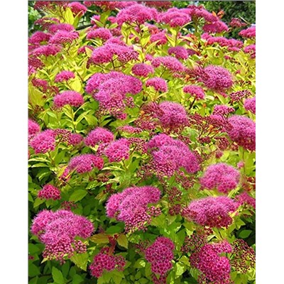 Саженцы Спирея японская Голден Принцесс, арт.: 72633