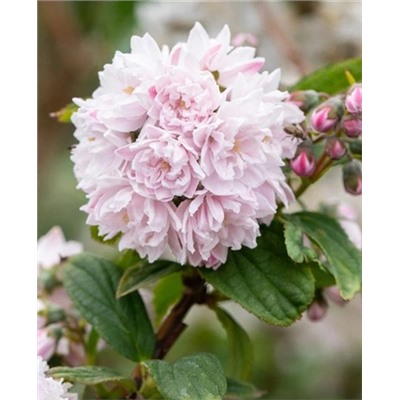 Саженцы Дейция гибридная Розеа Плена, арт.: 70074