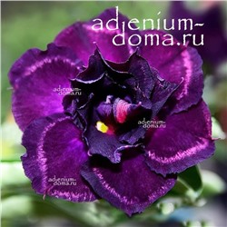 Adenium Obesum Double Flower VIA LACTEA