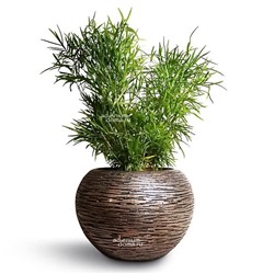 Asparagus FALCATUS 'COMPACTUS' (Аспарагус)