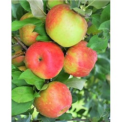 Саженцы Яблоня Хани крисп, арт.: 70094