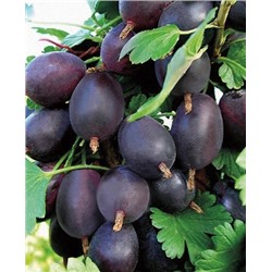 Саженцы Крыжовник Грушенька, арт.: 178